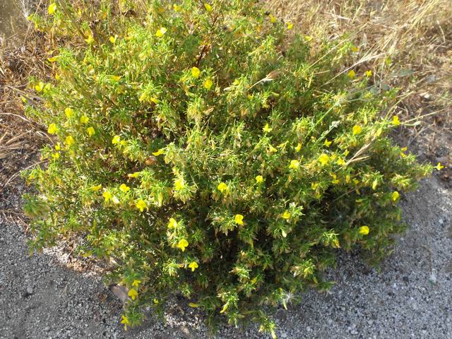 Ononis natrix (Fabaceae)